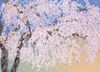 春の日　天龍寺の枝垂桜